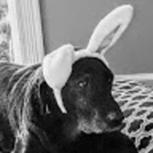 Meet your Posher, Bella